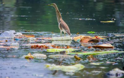 世界環境デー「プラスチックの生と死、そしてその後：グローバルな視点から」