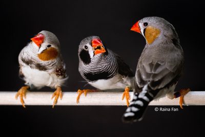 鳴鳥の音声コミュニケーションと、その脳のメカニズムを探る（講演者：Sarah WOOLLEY教授）